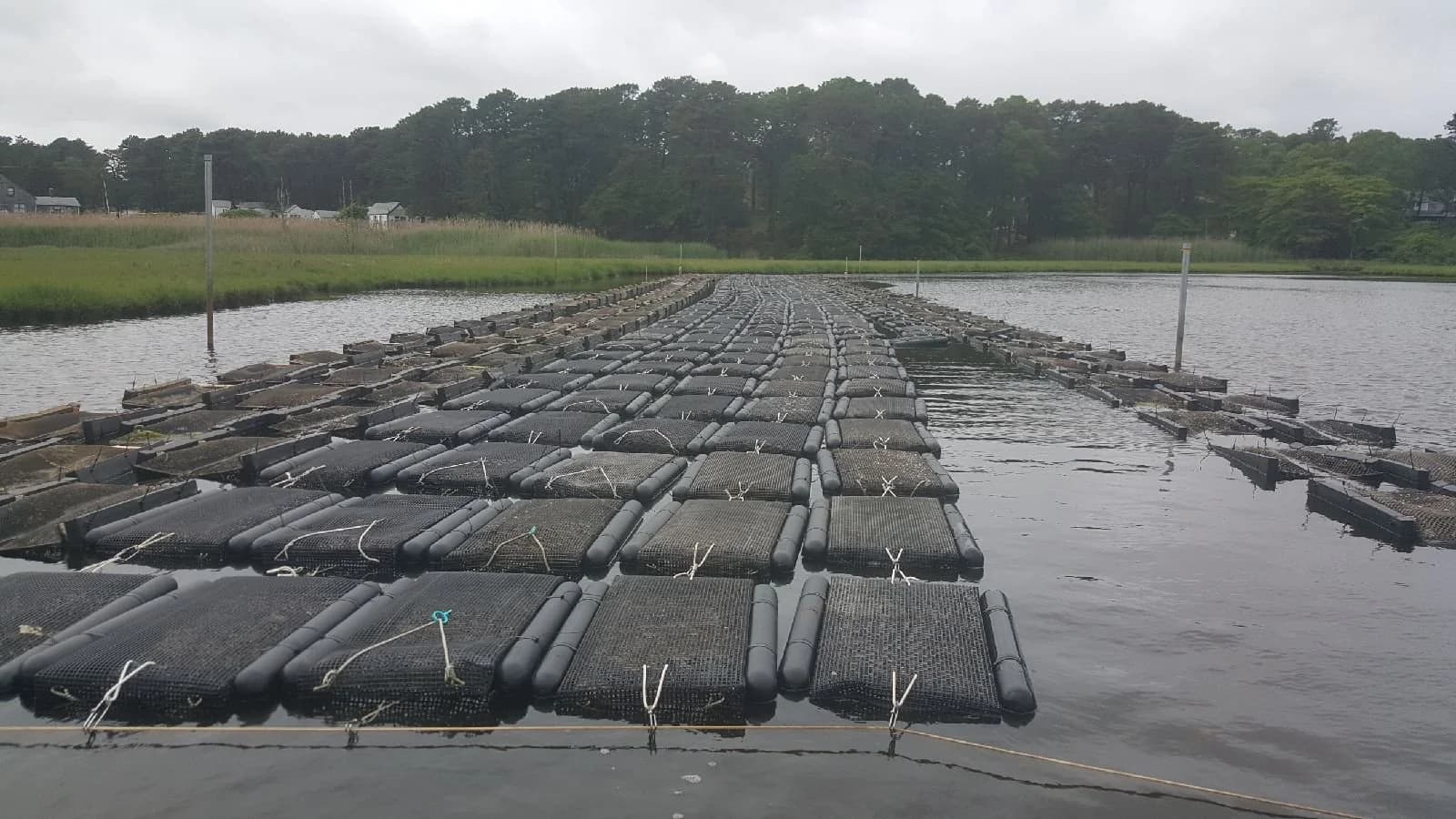 Floating oyster bags at a Ward Aquafarms grow site on Cape Cod