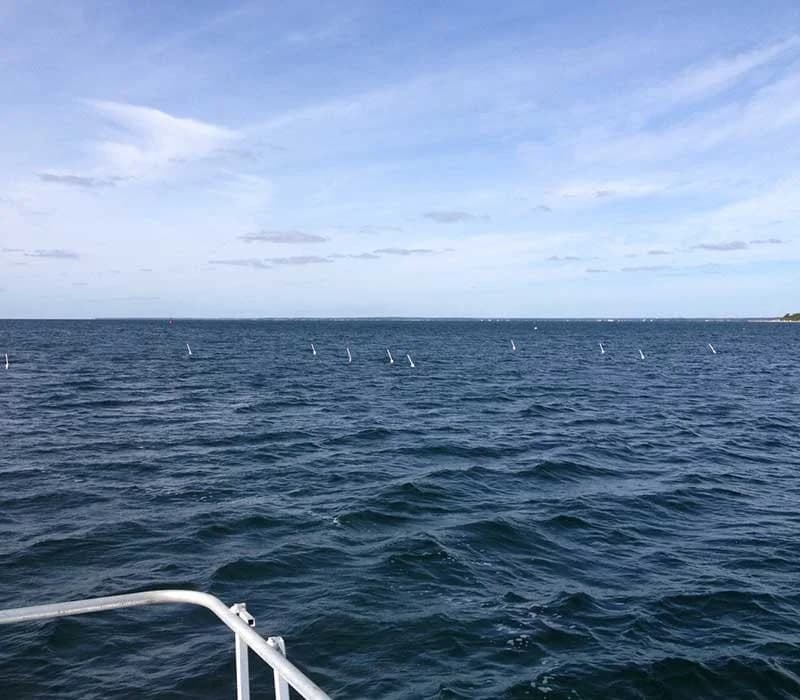 Buoys marking the Ward Aquafarms grow site