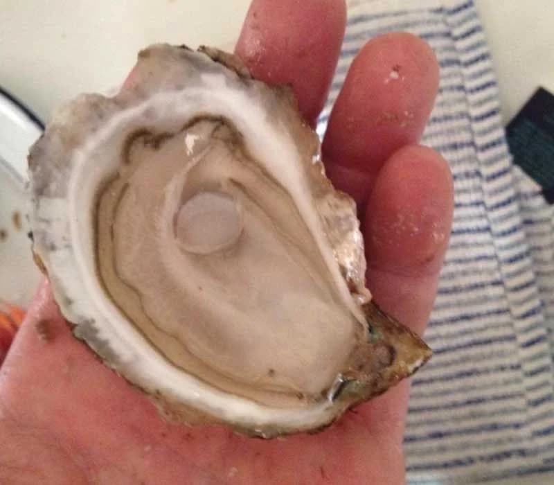 Freshly shucked Ward Aquafarms oyster